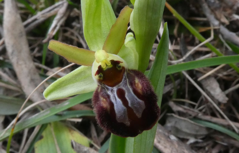 Ophrys sphegodes subsp. sphegodes